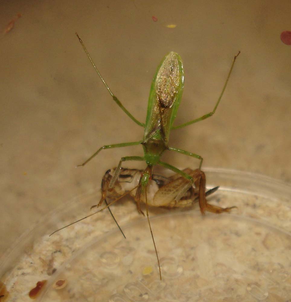 Assassin bugs adulte.jpg