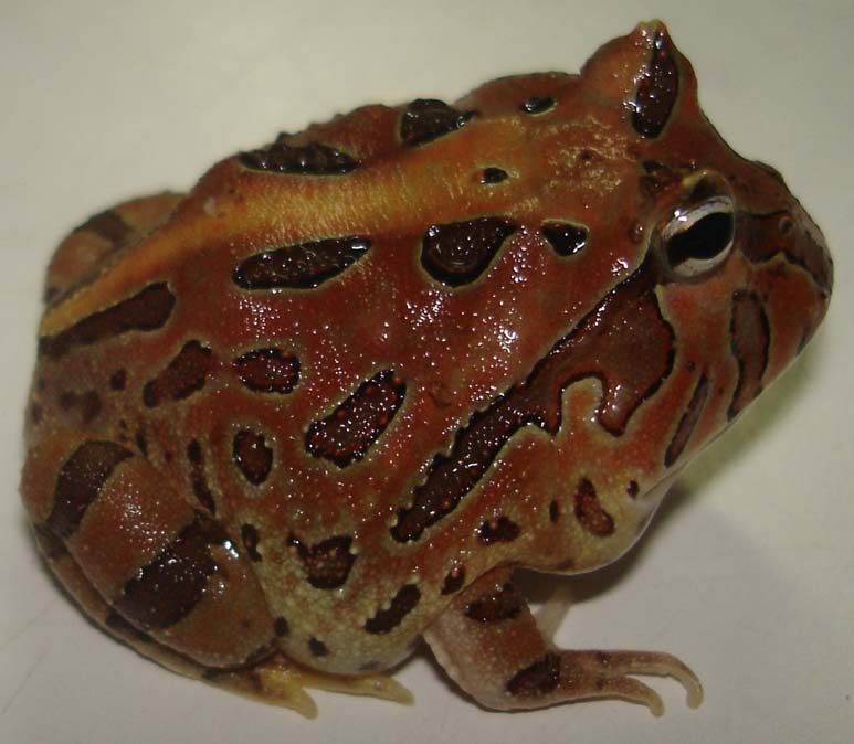 Ceratophrys cornuta.JPG