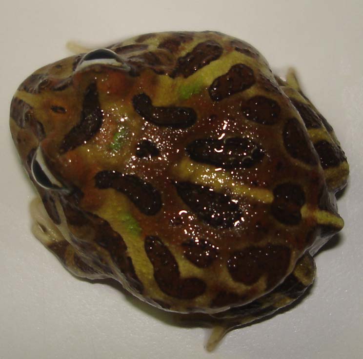 Chacoan horned frog.JPG