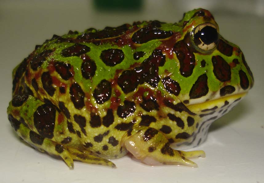 Bell's horned frog.JPG