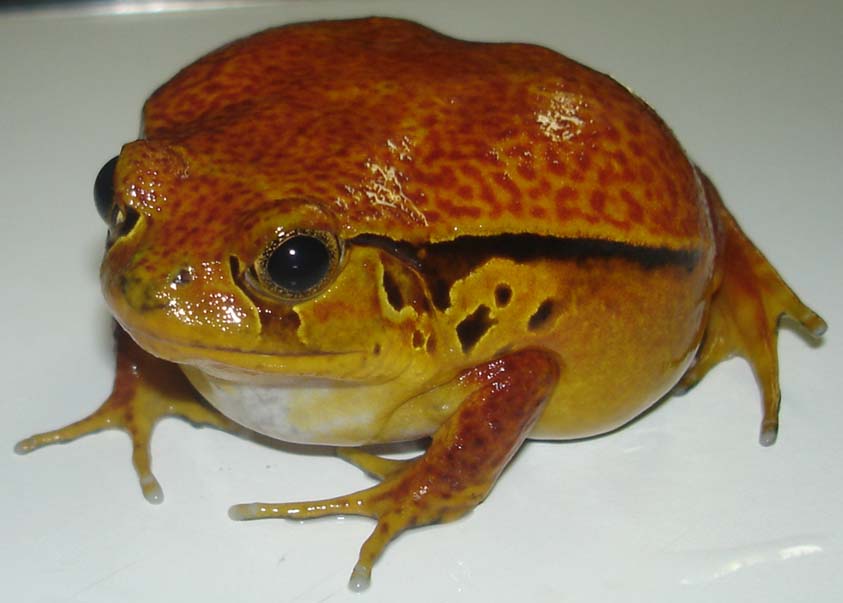 Tomato frog.JPG