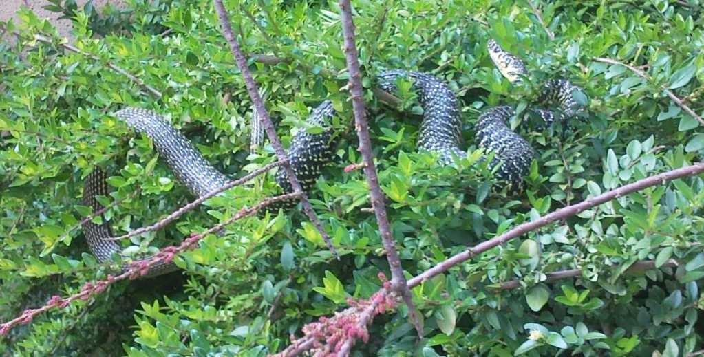 Serpent dans le jardin 4.jpg